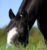 Little Blue